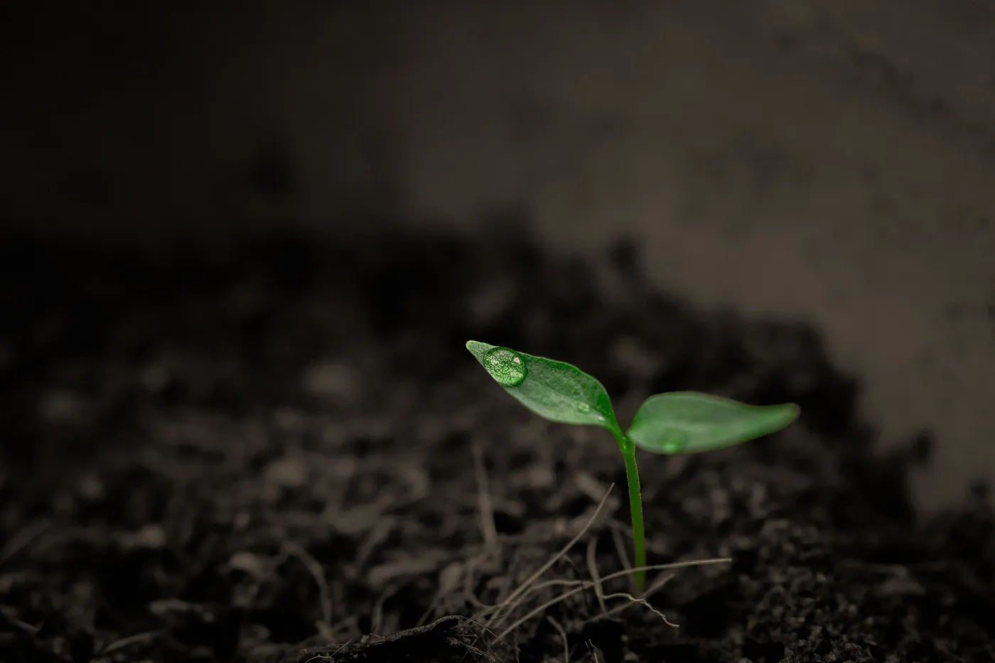 A green sprout coming out of the earth