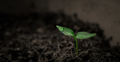 A small plant, growing from a seedling through the mud